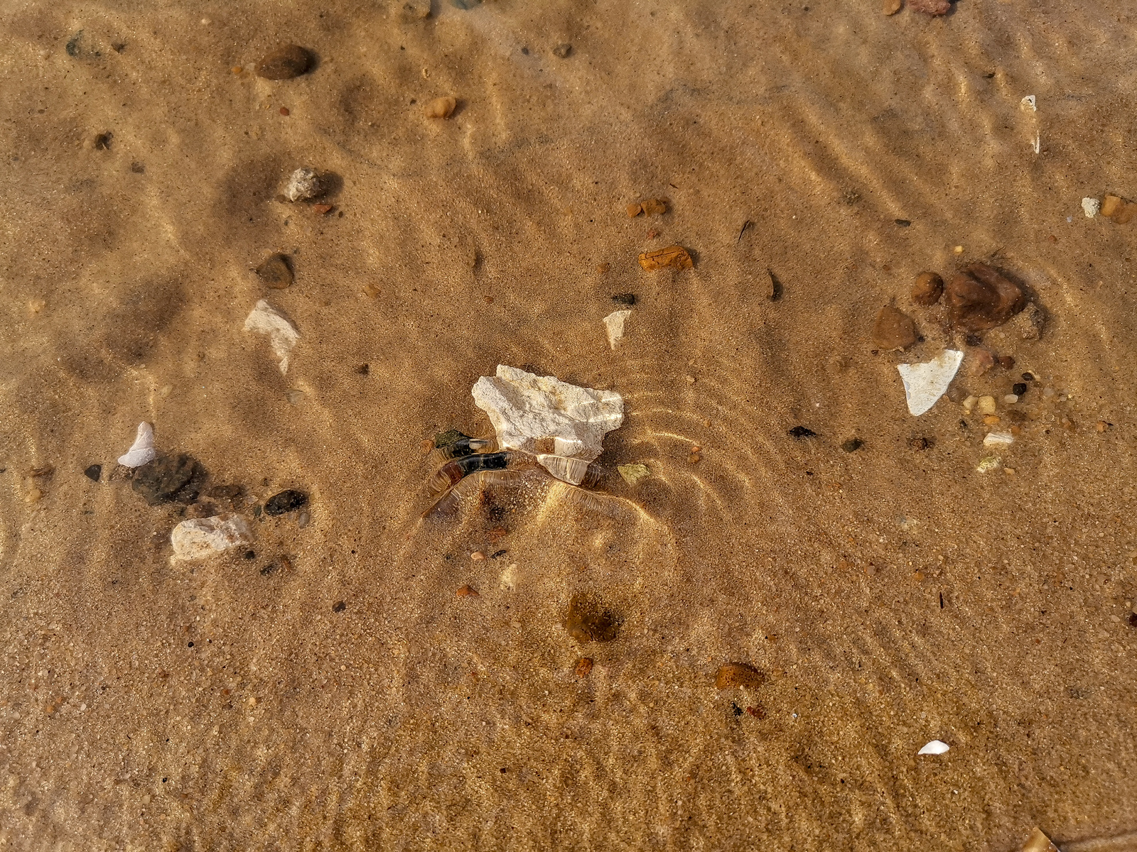 Beach - My, Mobile photography, Beach, A bike, Huawei mate 20, Sand, Video, Longpost