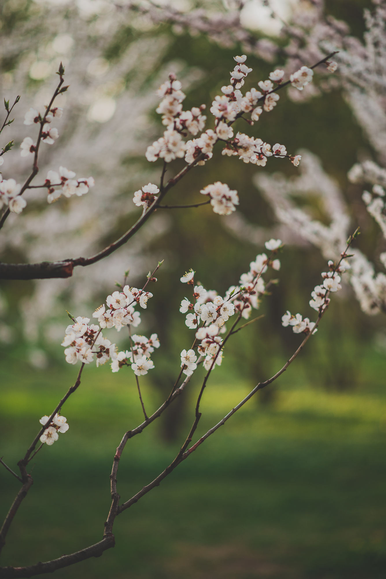 Flowers, leaves.. Spring krch! - My, Beginning photographer, Photographer, Nikon D750, Flowers, Spring, Botanical Garden, Longpost