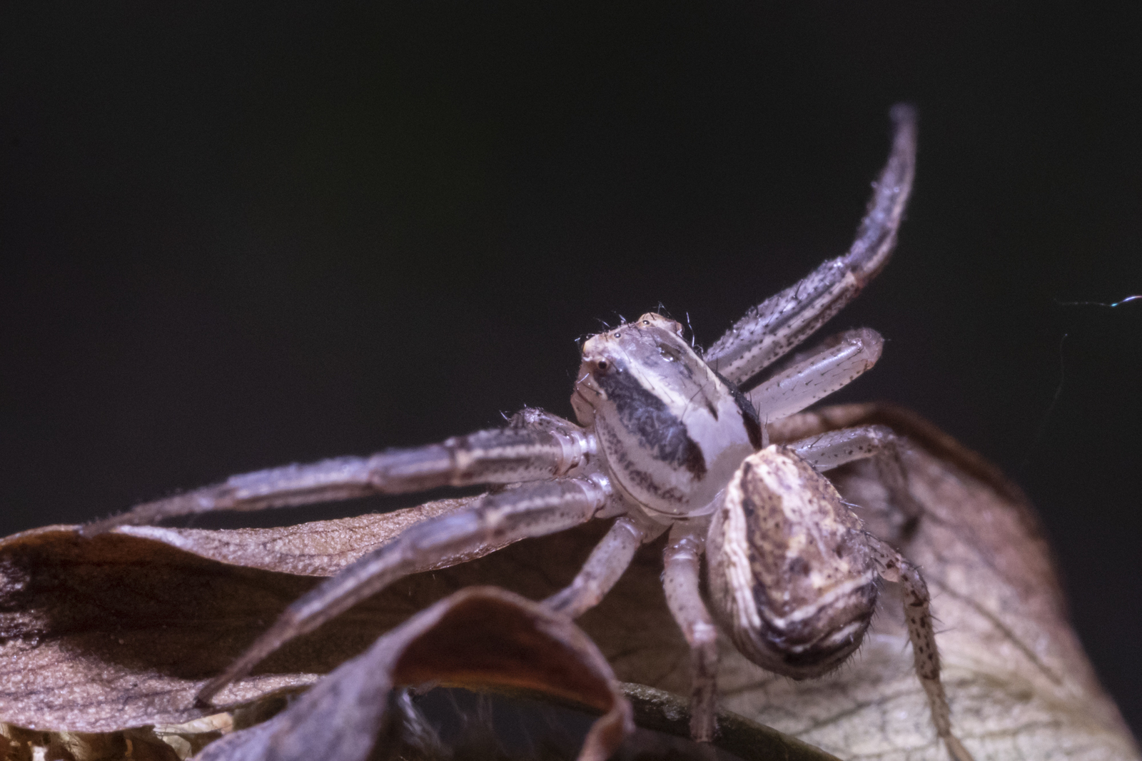 Spider side walker (probably). Canon 200d, vega 11, 3 macro rings. - My, Arthropods, Spider, Spiders, Macro, Beginning photographer, Macro photography