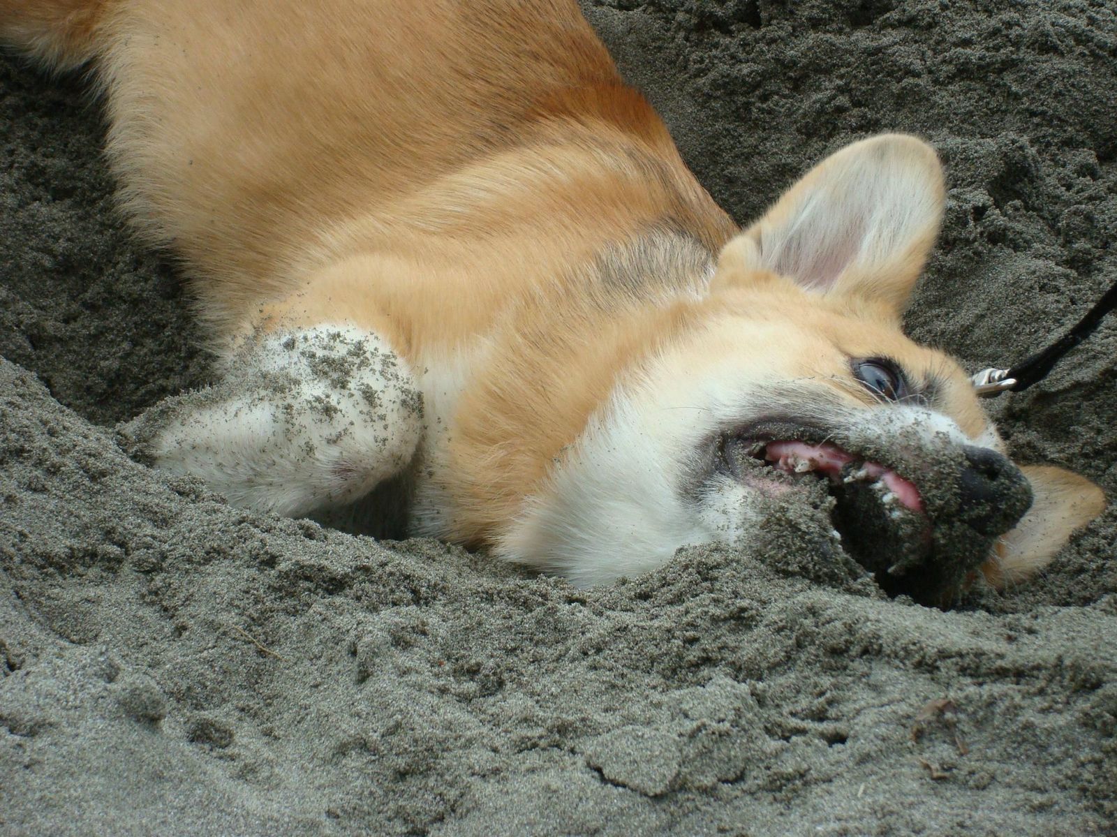 beach fun - Corgi, Dog, Longpost