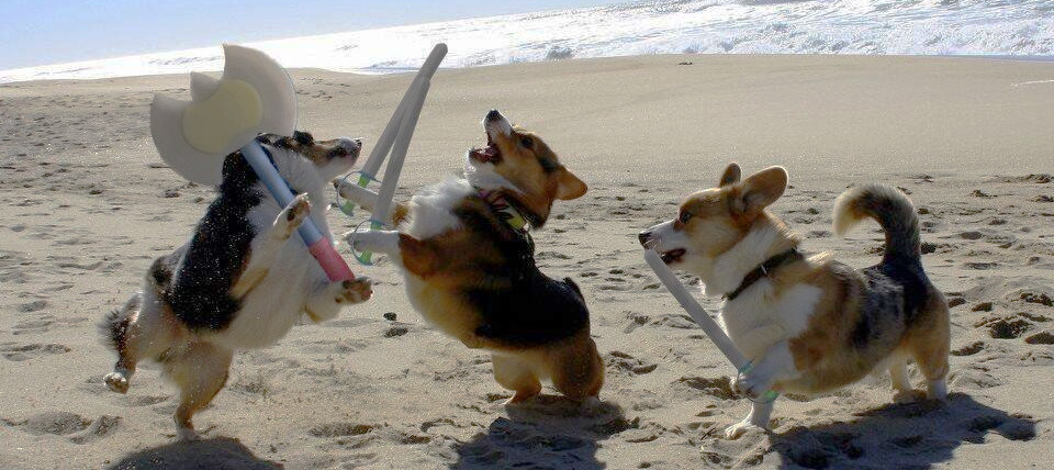 beach fun - Corgi, Dog, Longpost