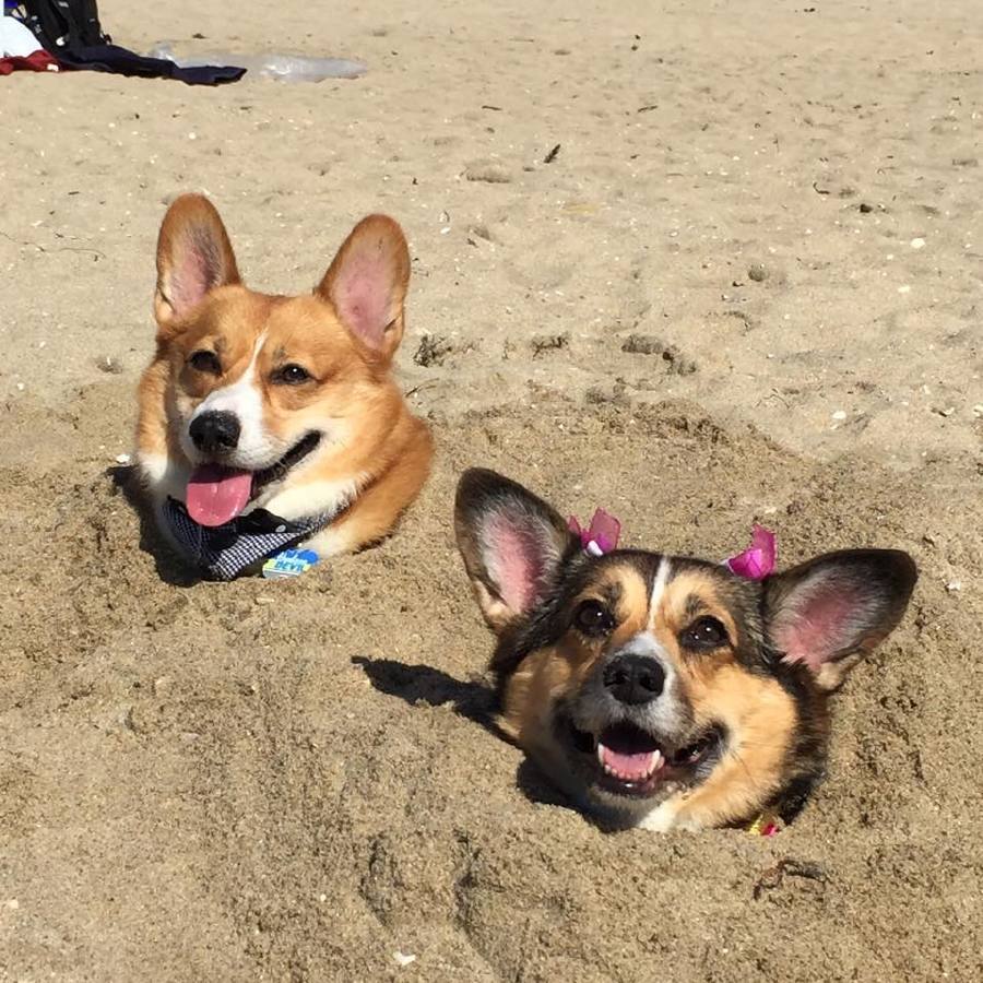 beach fun - Corgi, Dog, Longpost