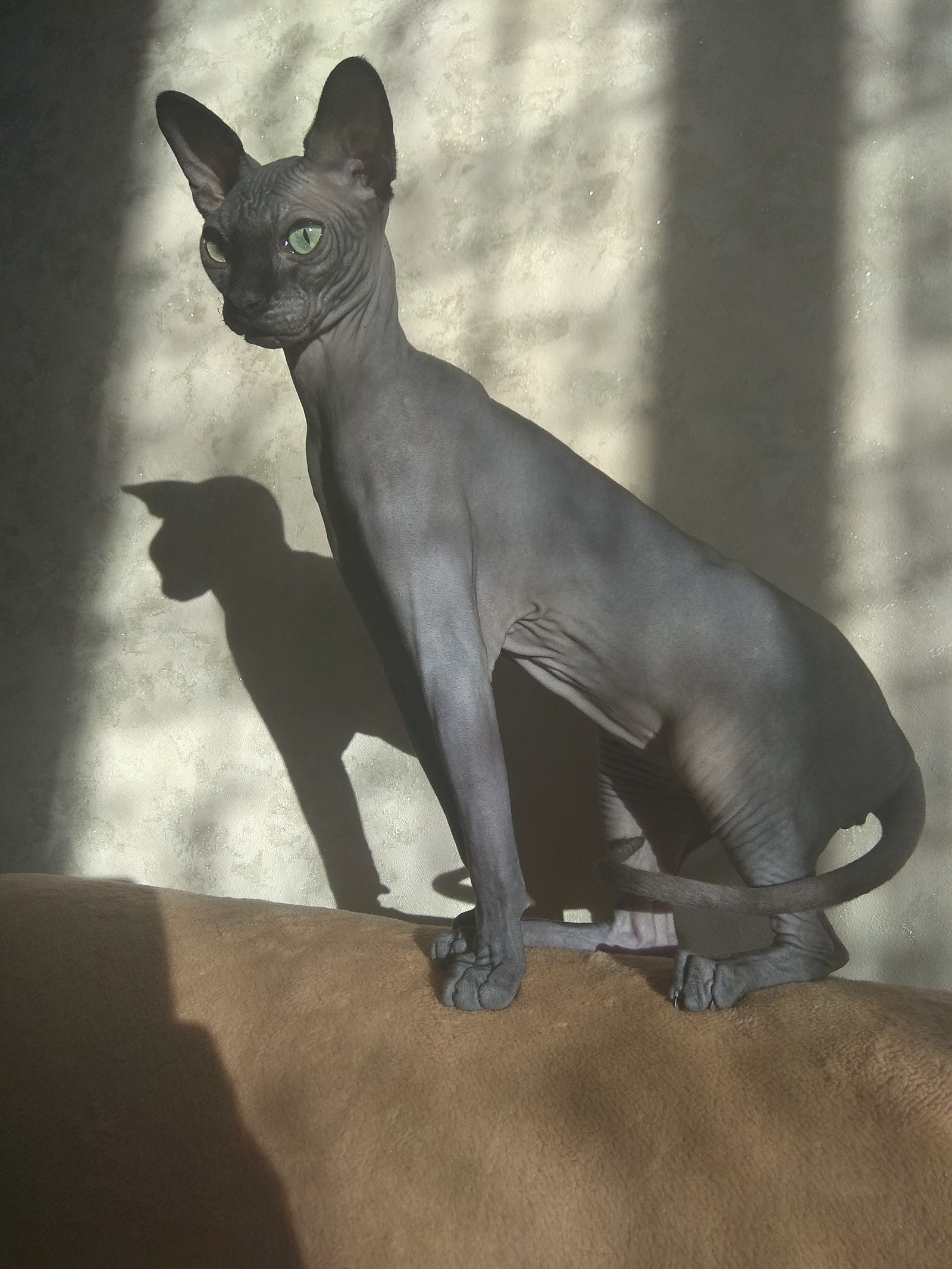 Canadian sphinx - Canadian sphinx, cat, GIF, Longpost