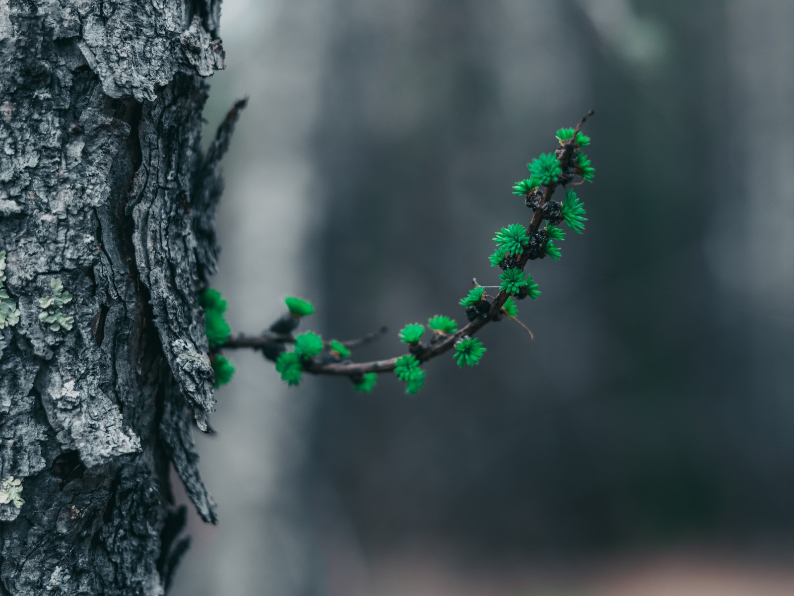 Spring - My, , Lightroom, Canon, Longpost, The photo