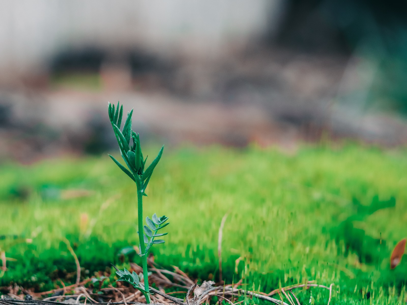 Spring - My, , Lightroom, Canon, Longpost, The photo