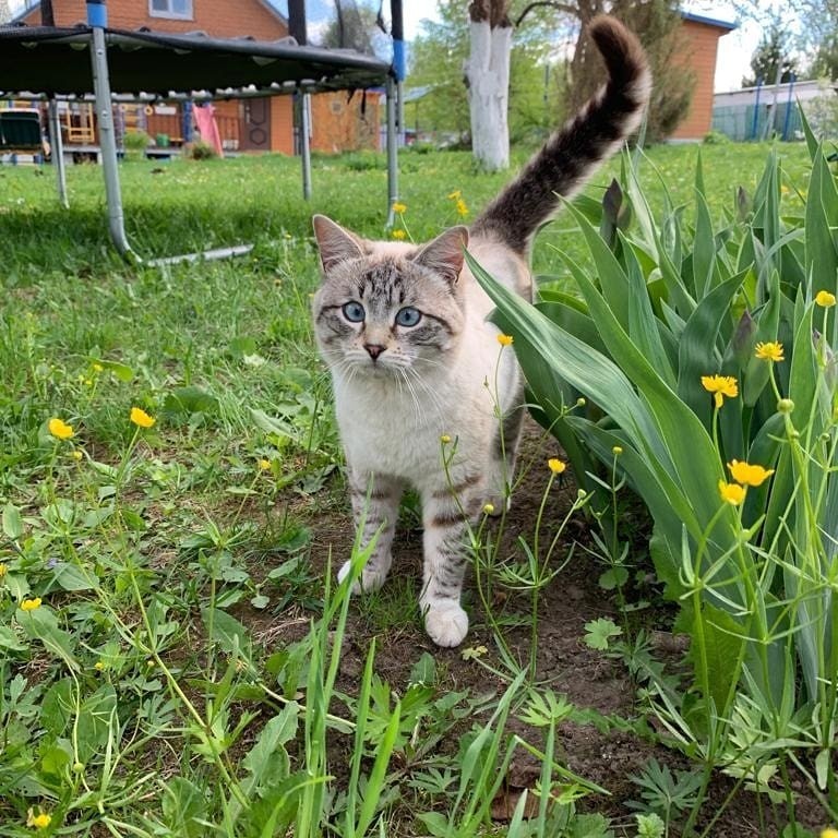 New neighbor - My, cat, Milota, Dacha, Neighbours, Longpost