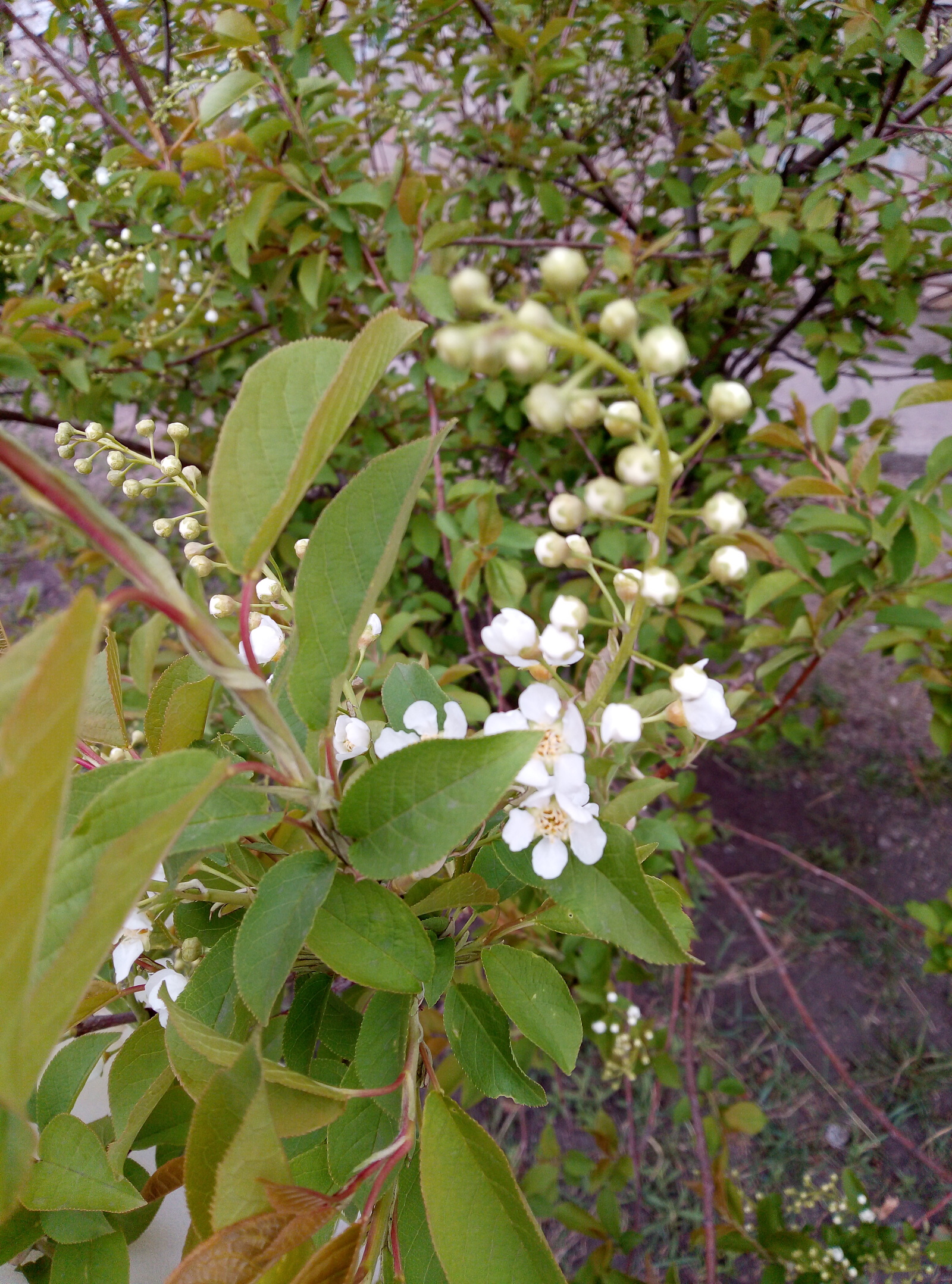 It's raining in Transbaikalia - Transbaikalia, May, Rain, Bird cherry, Longpost