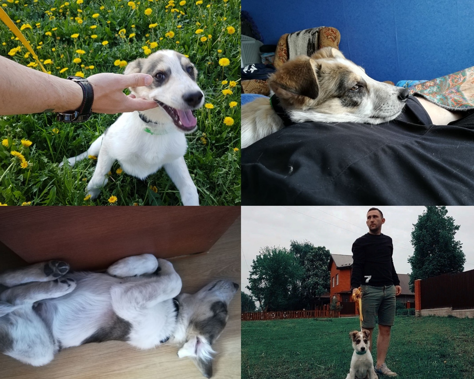 2 months dog life - My, Dog, Tula, The photo, Animals