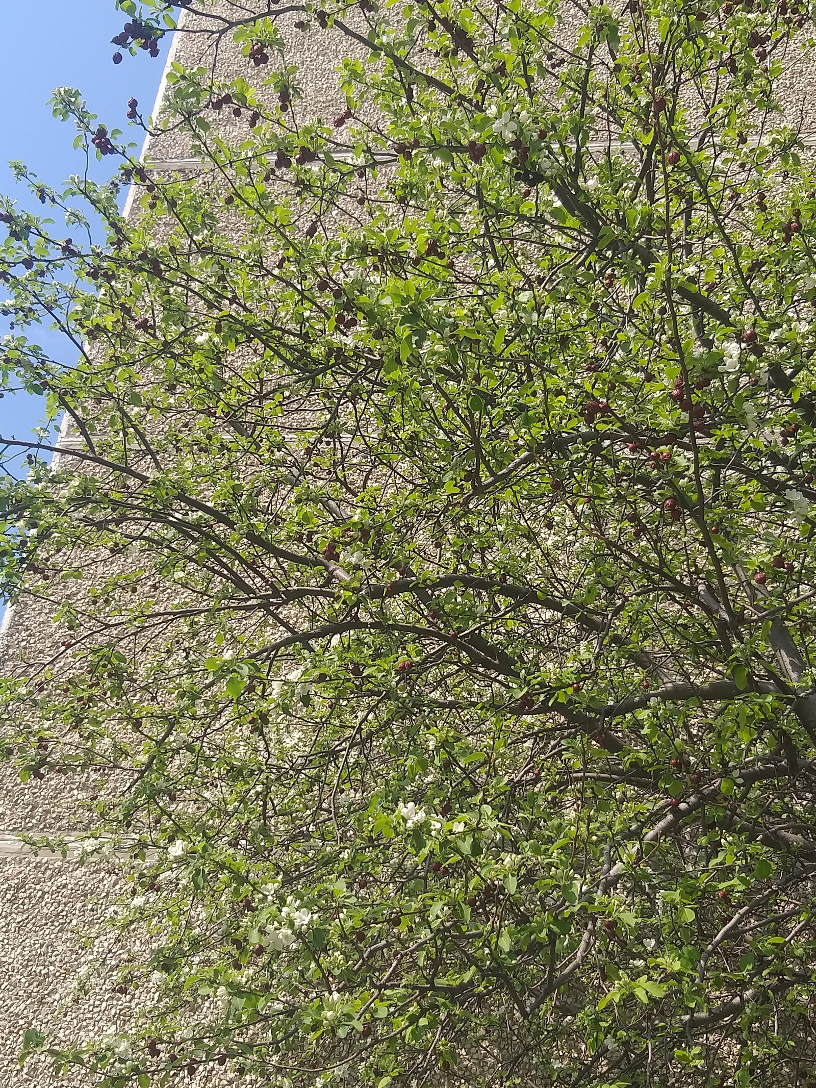 These are still flowers, but the berries from last year remained! - My, Spring, Ranetki, Harvest