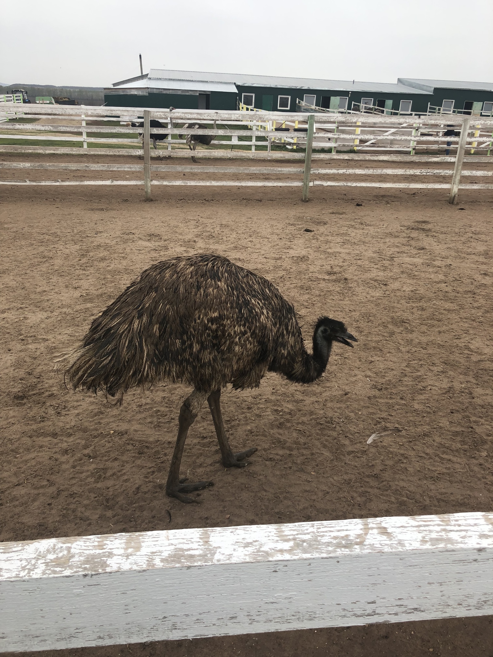 Ostrich Farm - My, Ostrich, Ostrich Farm, GIF, Longpost