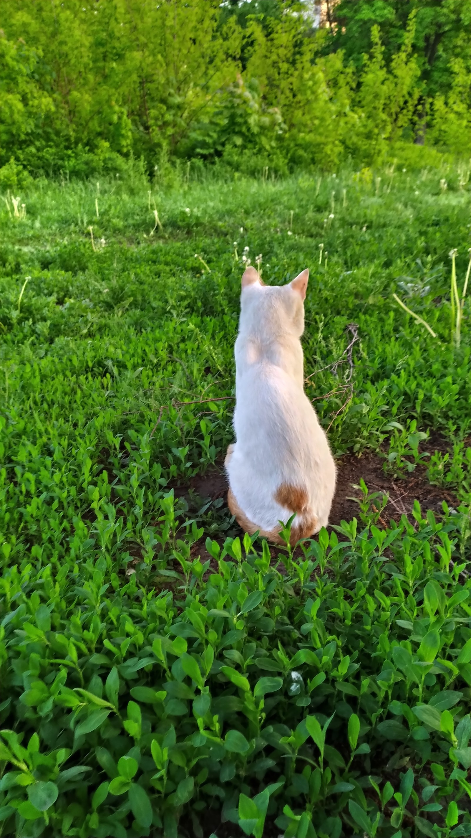 random cat - My, cat, Nature, Catomafia