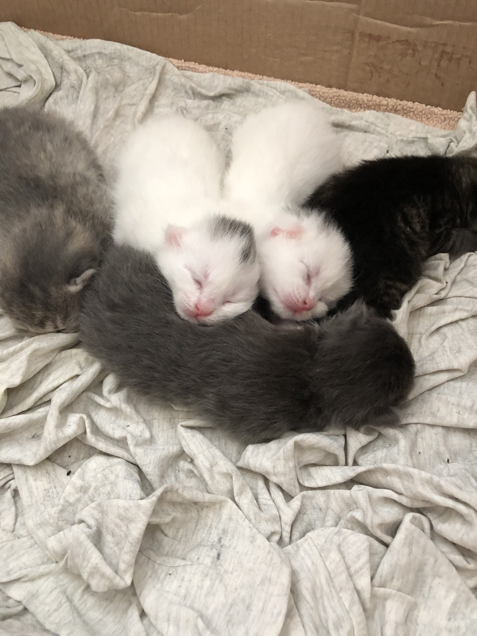 Replenishment - My, Kittens, Replenishment, Relaxation, Family, Longpost