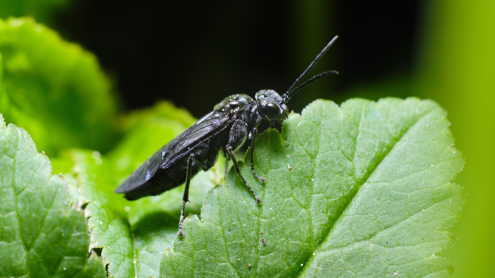 Macro - My, Macro, Insects, The photo, Longpost, Macro photography