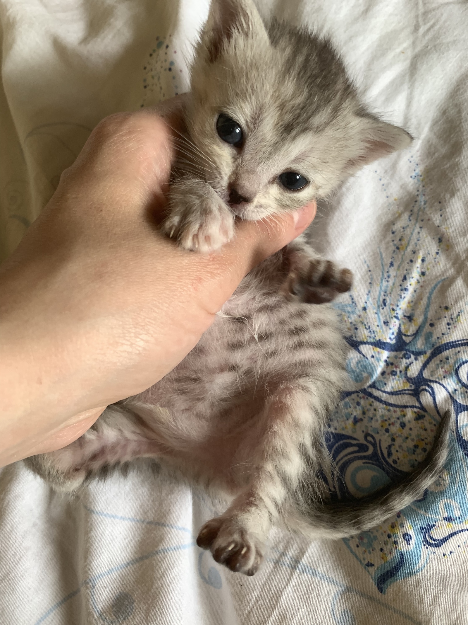 Kittens are looking for caring friends :) - My, Kittens, , Donetsk, Longpost, In good hands, No rating