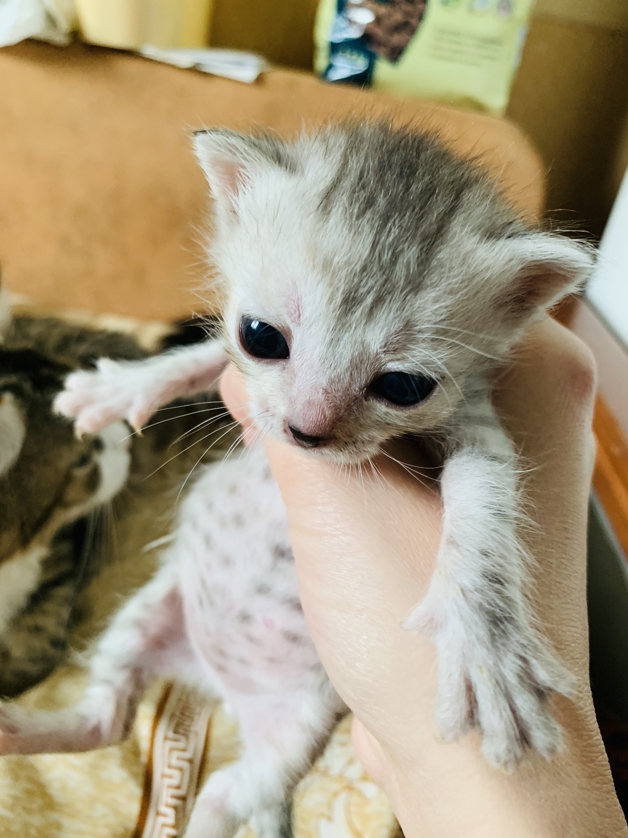 Kitten lil pixie 100% FREE:
