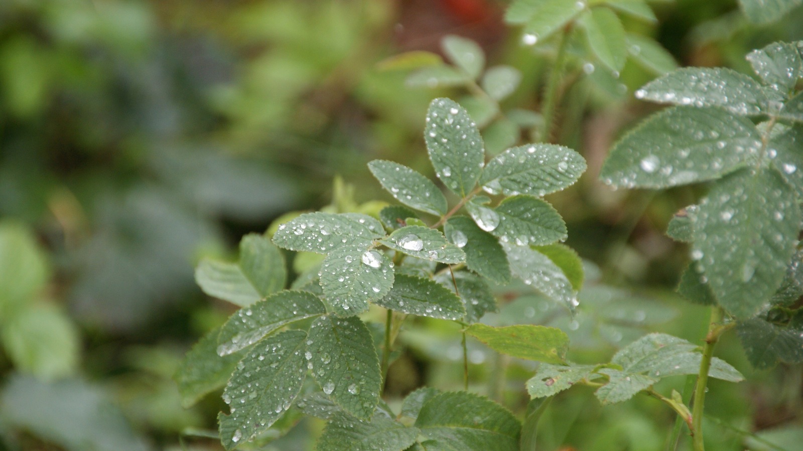 The smell of morning dew. - Pupzs, Plants, Dew