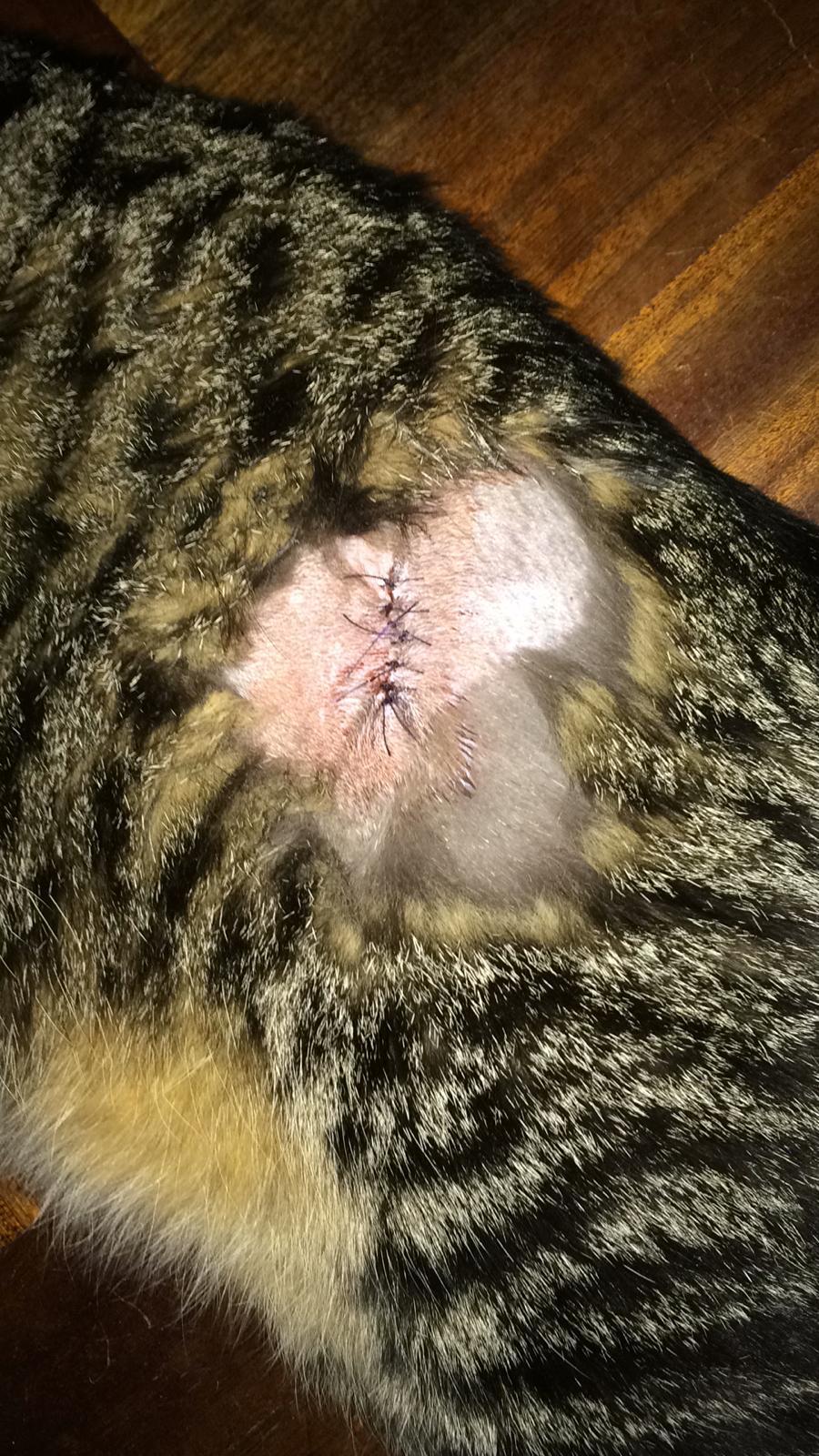 Check your animals after the walk - My, cat, , Injury, Vet, Longpost