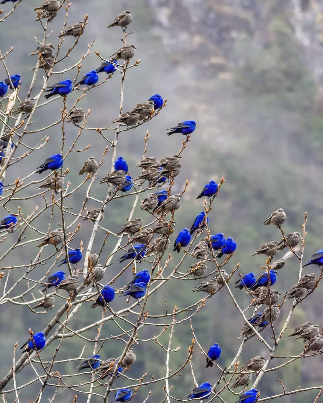 Didn't even notice the gray... - Lazorevka, Birds, The photo