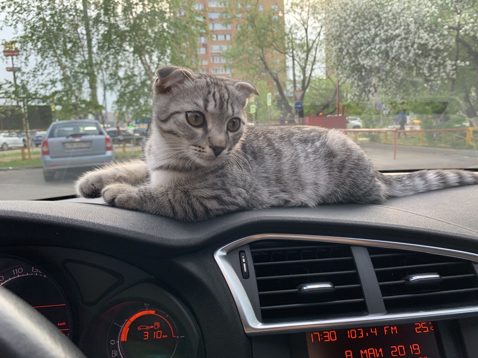 First rides - My, Kot Korzhik, Car, cat