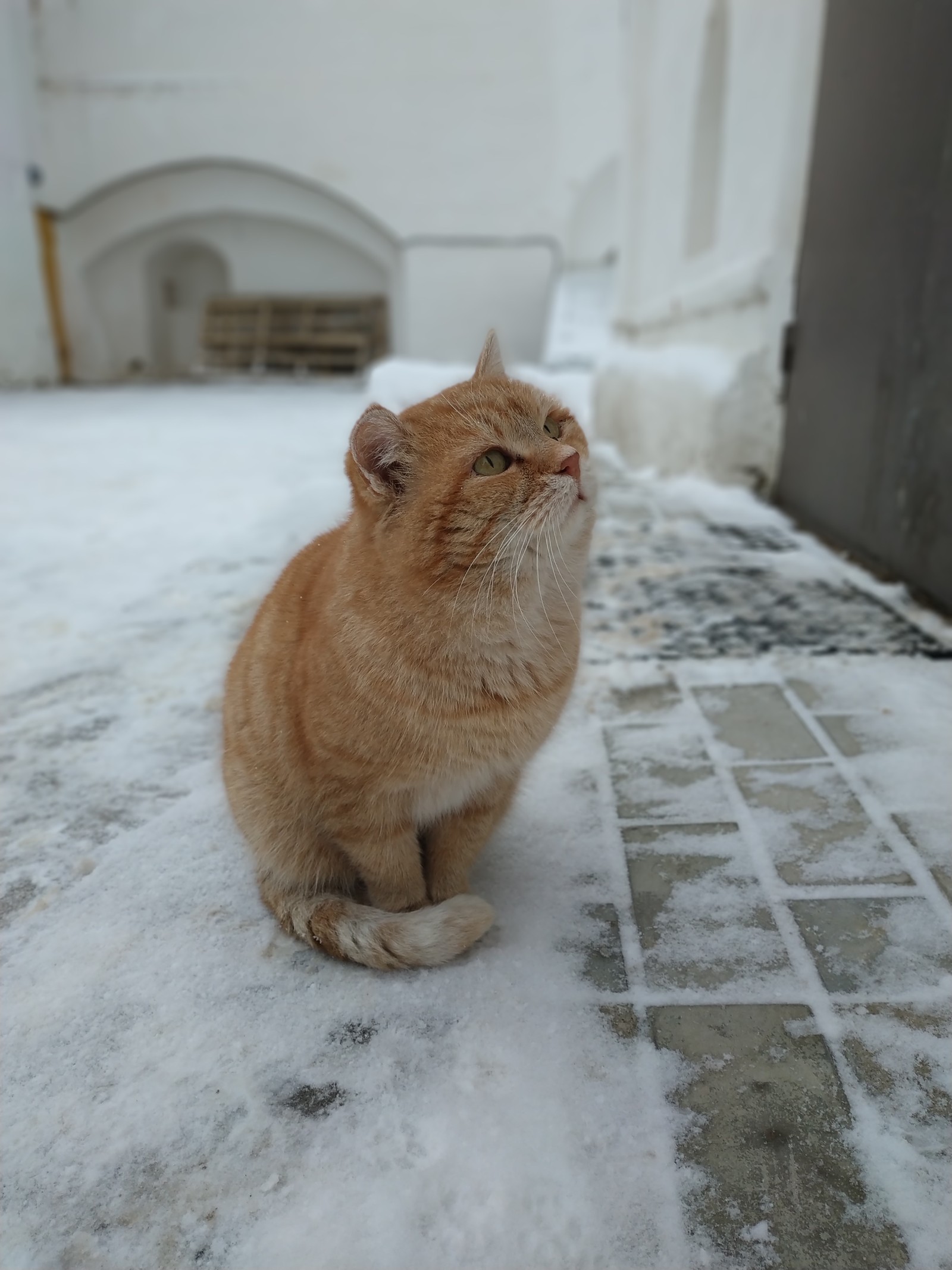 Just a monastery cat. - My, Borovsk, cat, The photo