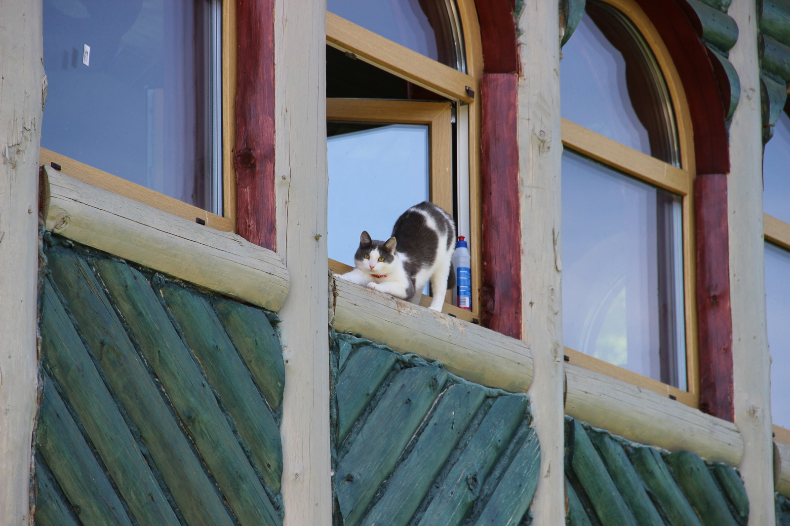 Cats in the window - My, The photo, cat, Catomafia, Longpost