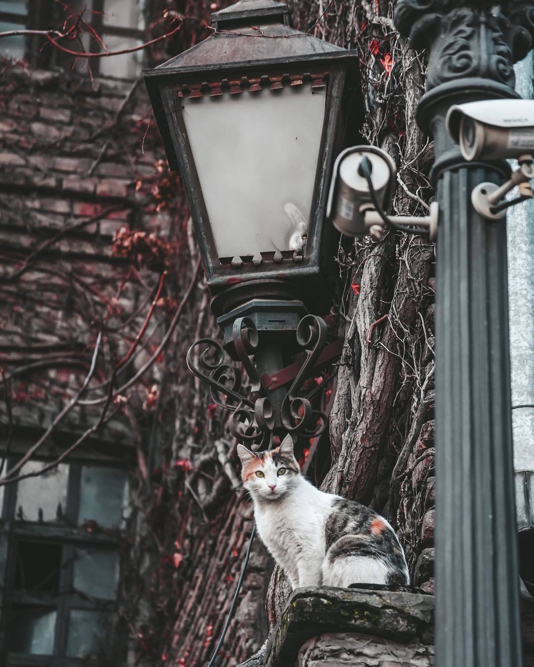 Kote. Tbilisi. - cat, Tbilisi, The photo, Lamp