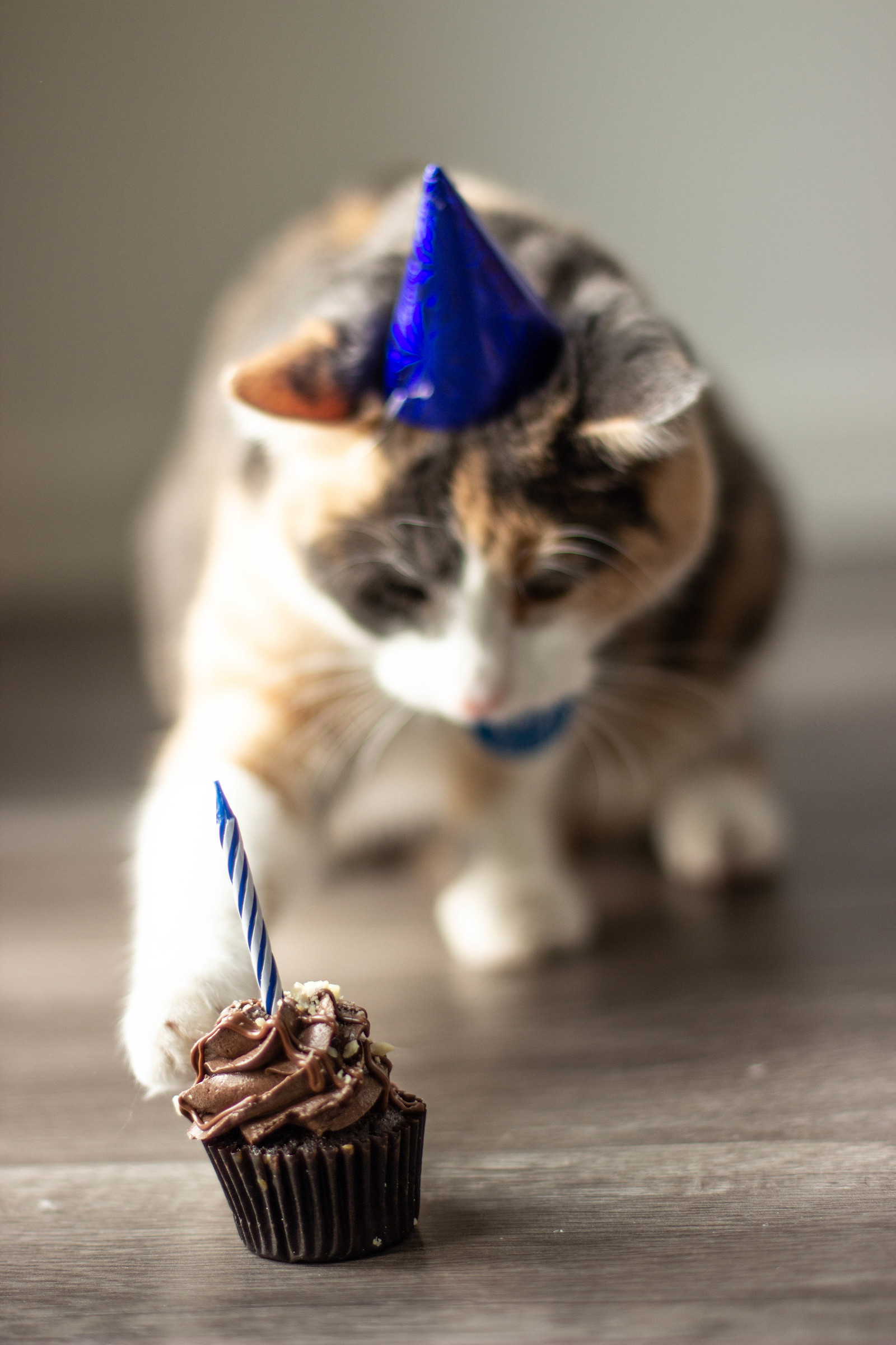 First birthday - My, cat, The holiday was a success, Birthday, Longpost