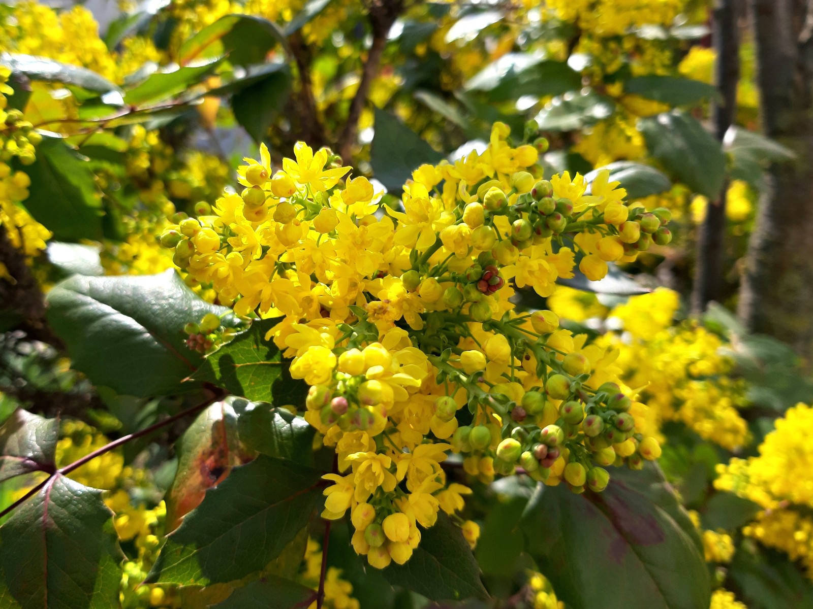 Mahonia holly - My, Bloom, Bushes, Longpost