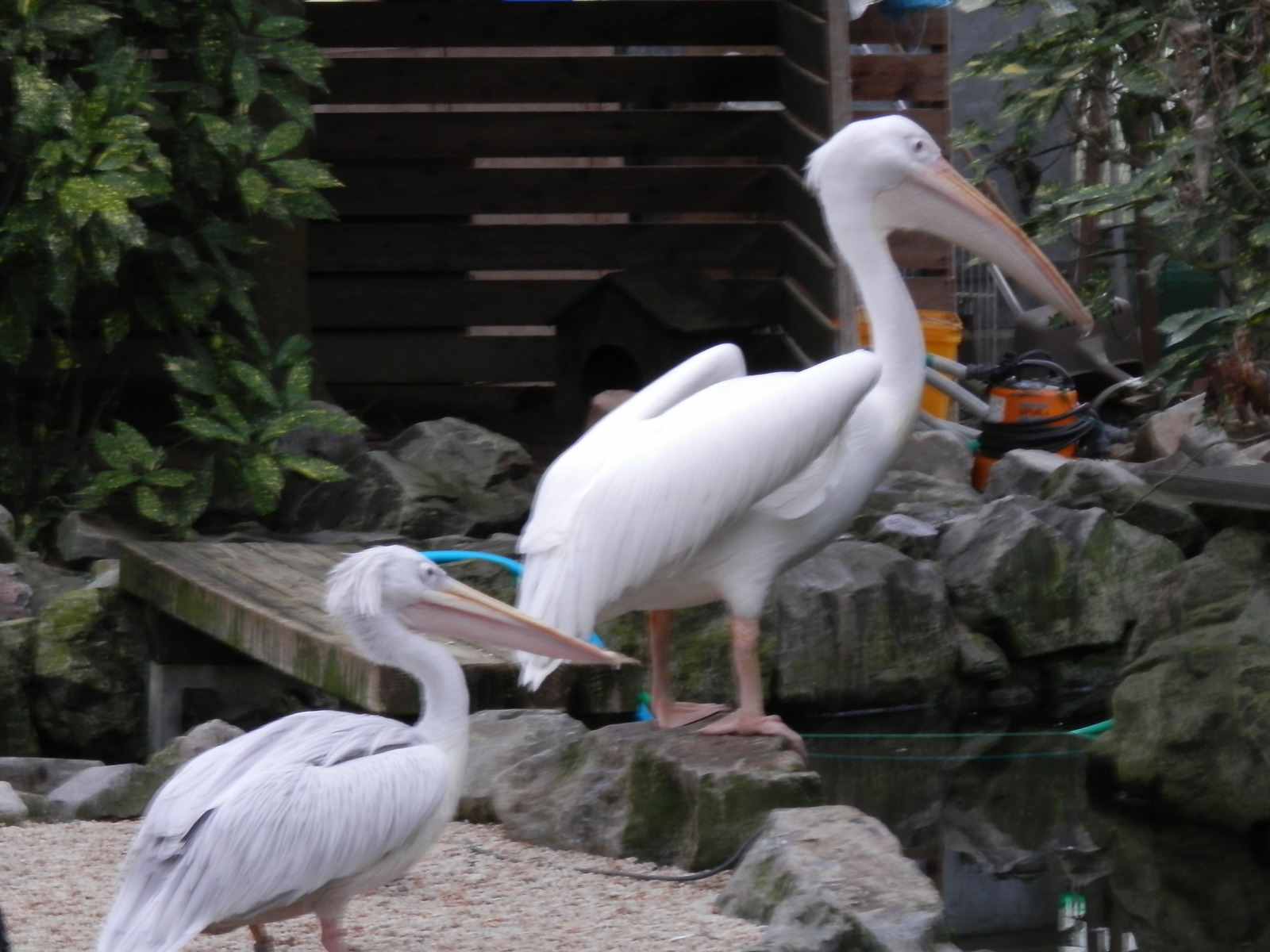 Izumo. - My, Japan, Traveling in Asia, Birds, Longpost, Travels