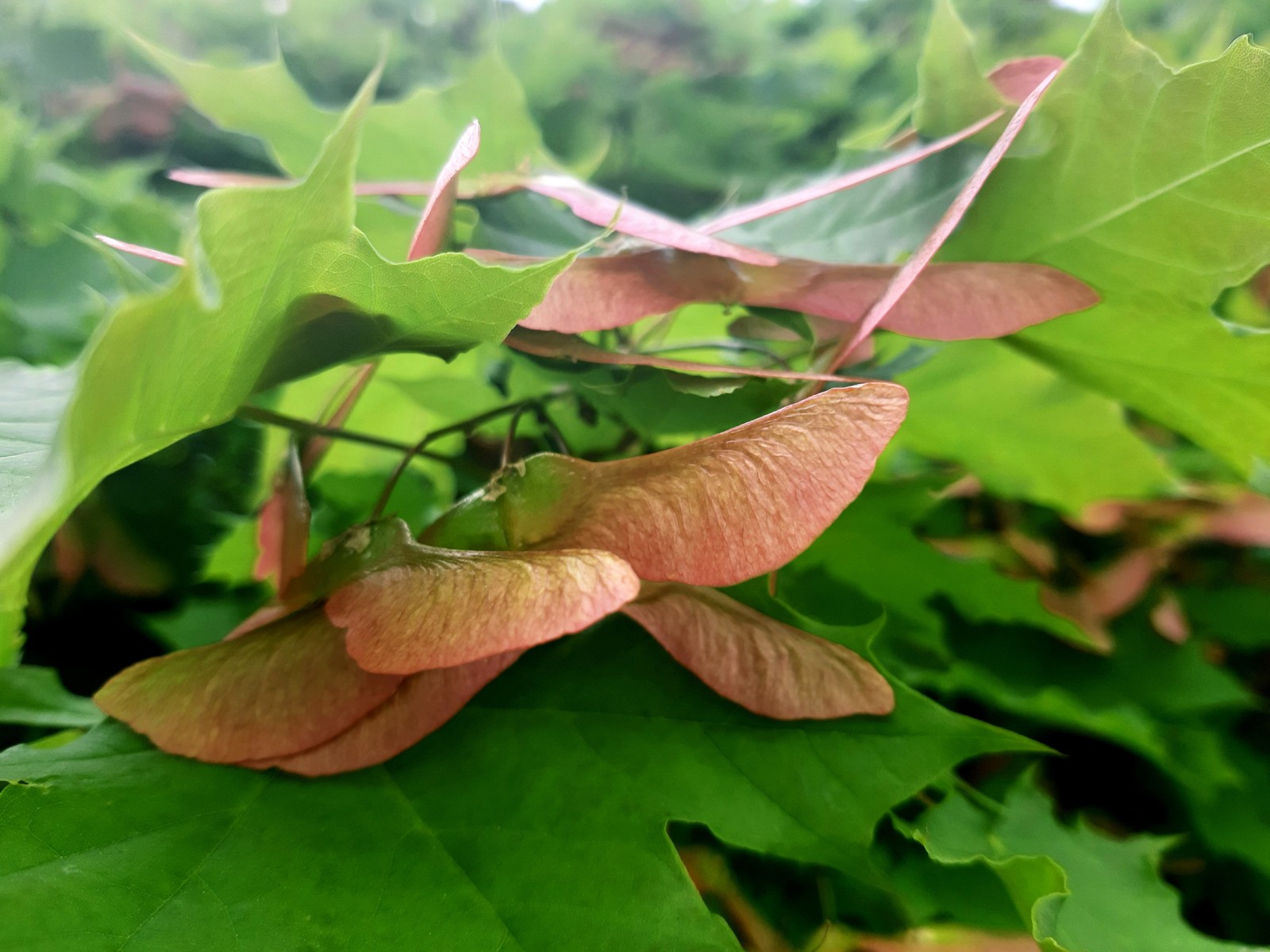 maple lionfish - My, Maple, Seeds, Spring, Tree, Longpost, The photo, Nature