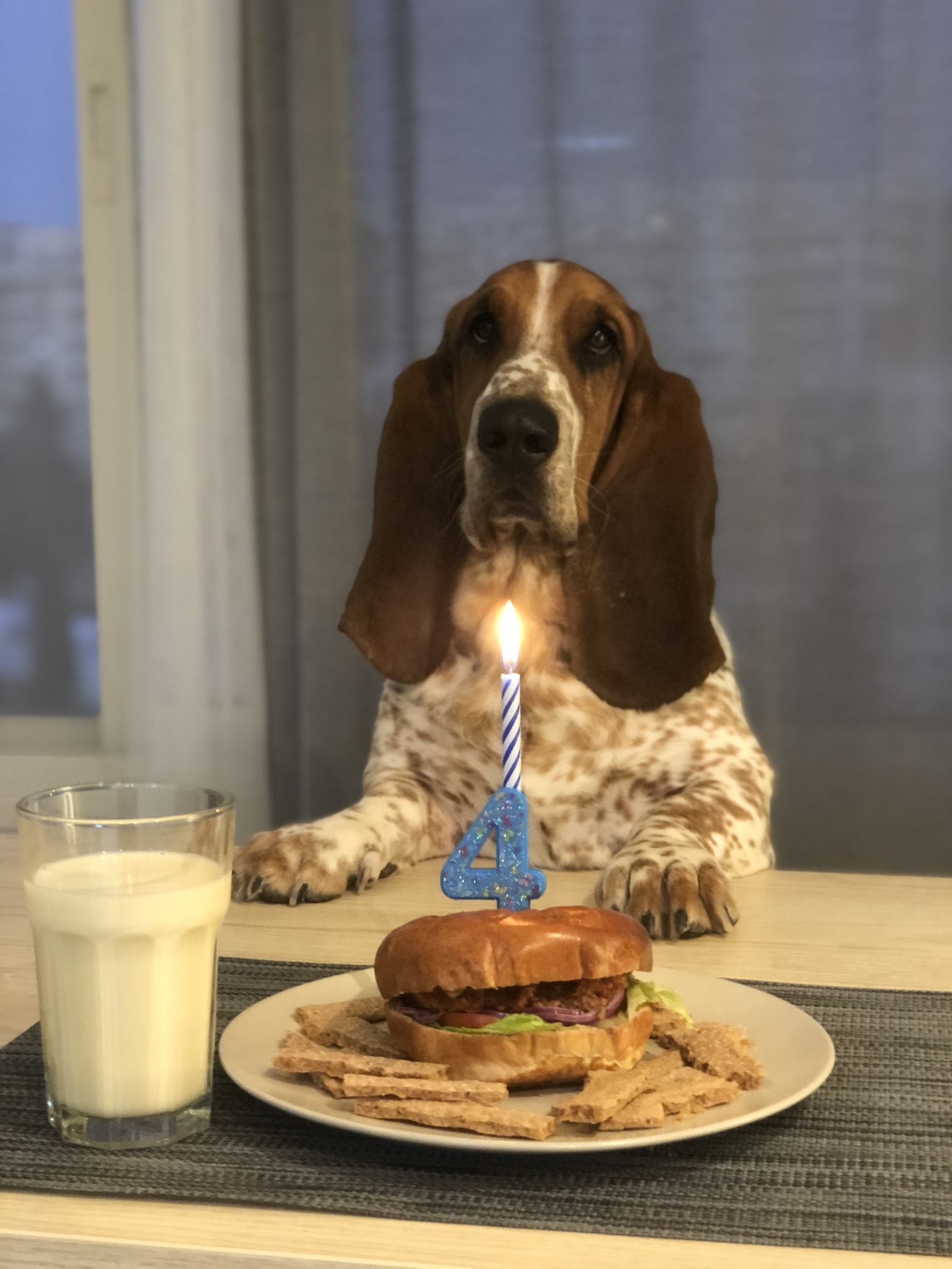 When the birthday passed and the usual day came. - My, Dogs and people, Birthday, The photo, Longpost