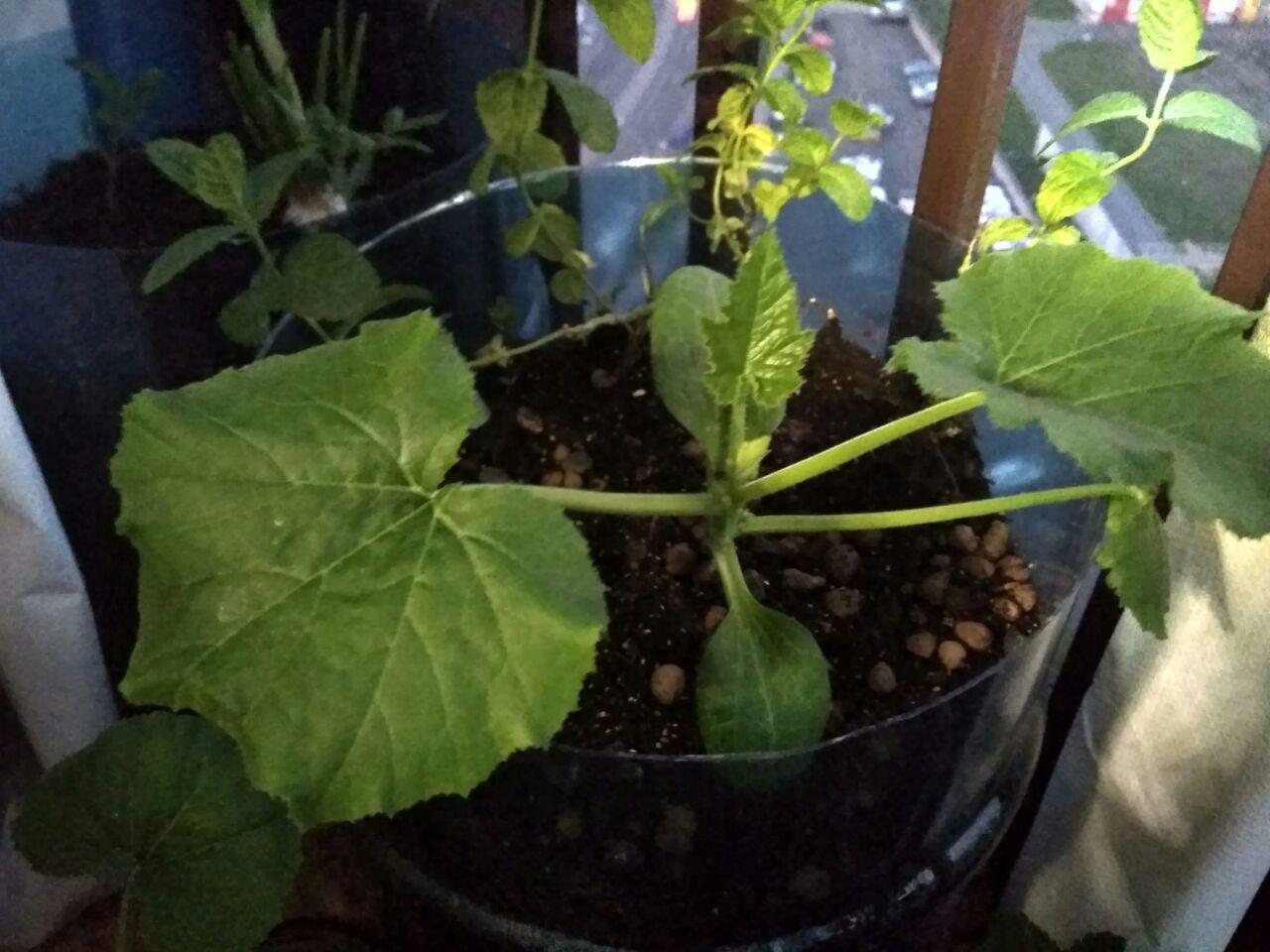 Cherry tomatoes: growing on the balcony - My, Plants, Houseplants, Growing, Cherry tomatoes, Vegetable garden on the windowsill, Longpost