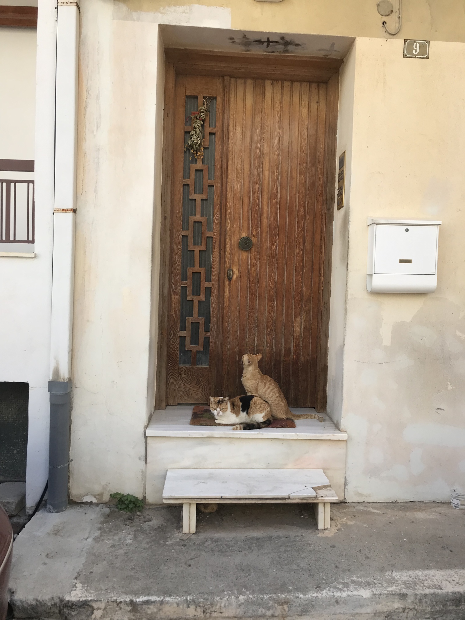 Cote a la gres - My, , cat, Pets, The street