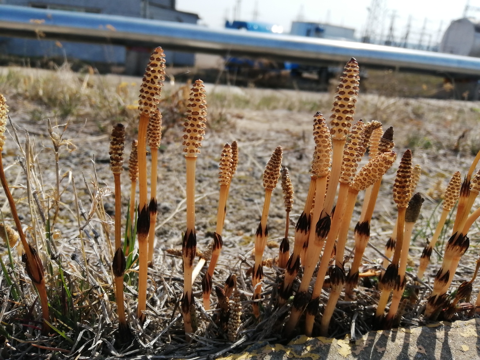 A little spring - My, Komsomolsk-on-Amur, The photo, Mobile photography, Spring, Longpost