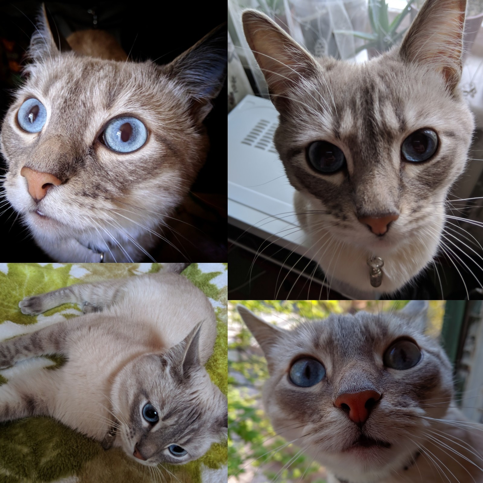 How I met my cat. - My, cat, Catomafia, Foundling, Basil, Pets, Friend of human, Longpost