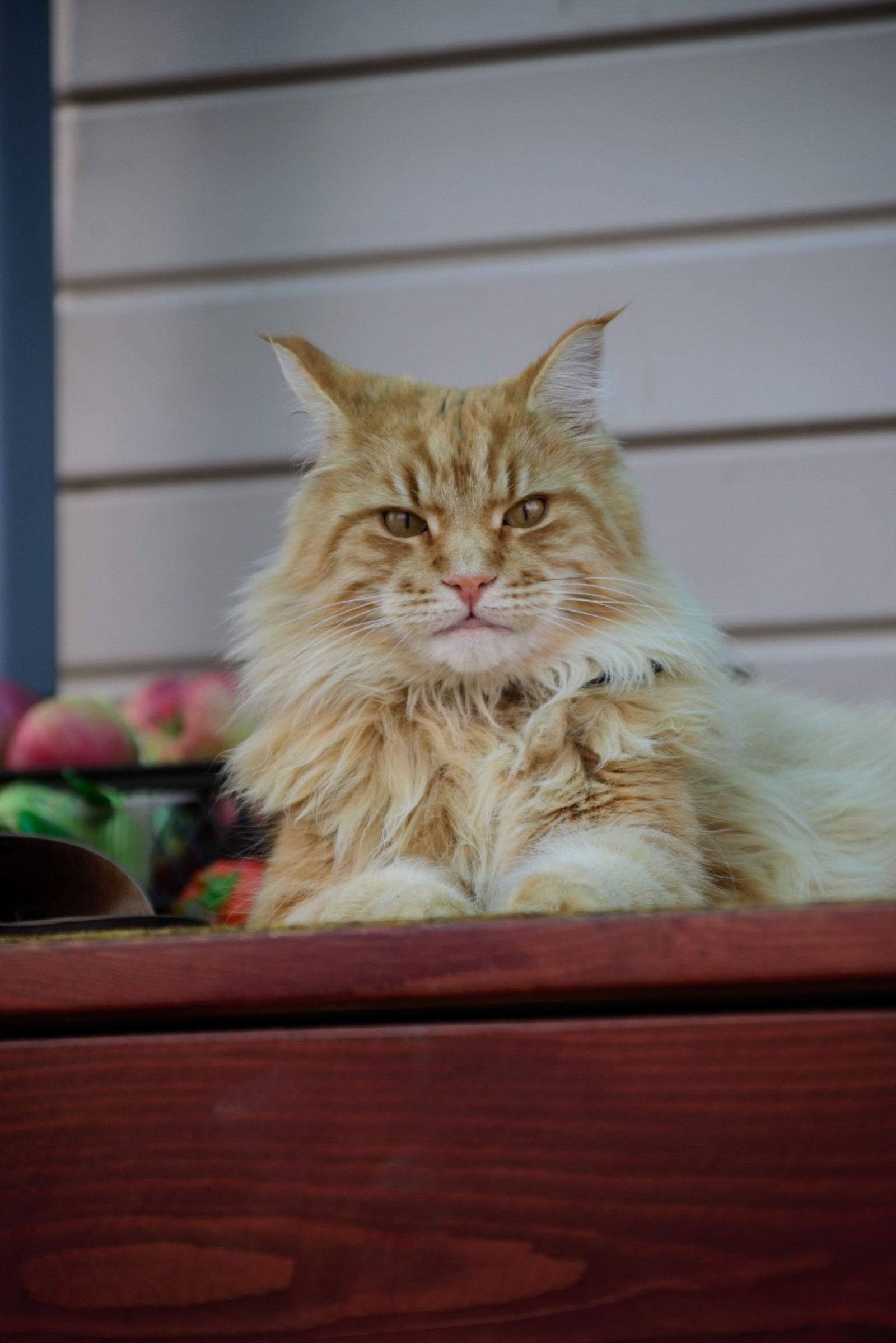 MiniTiger - My, cat, Maine Coon, Catomafia, Longpost