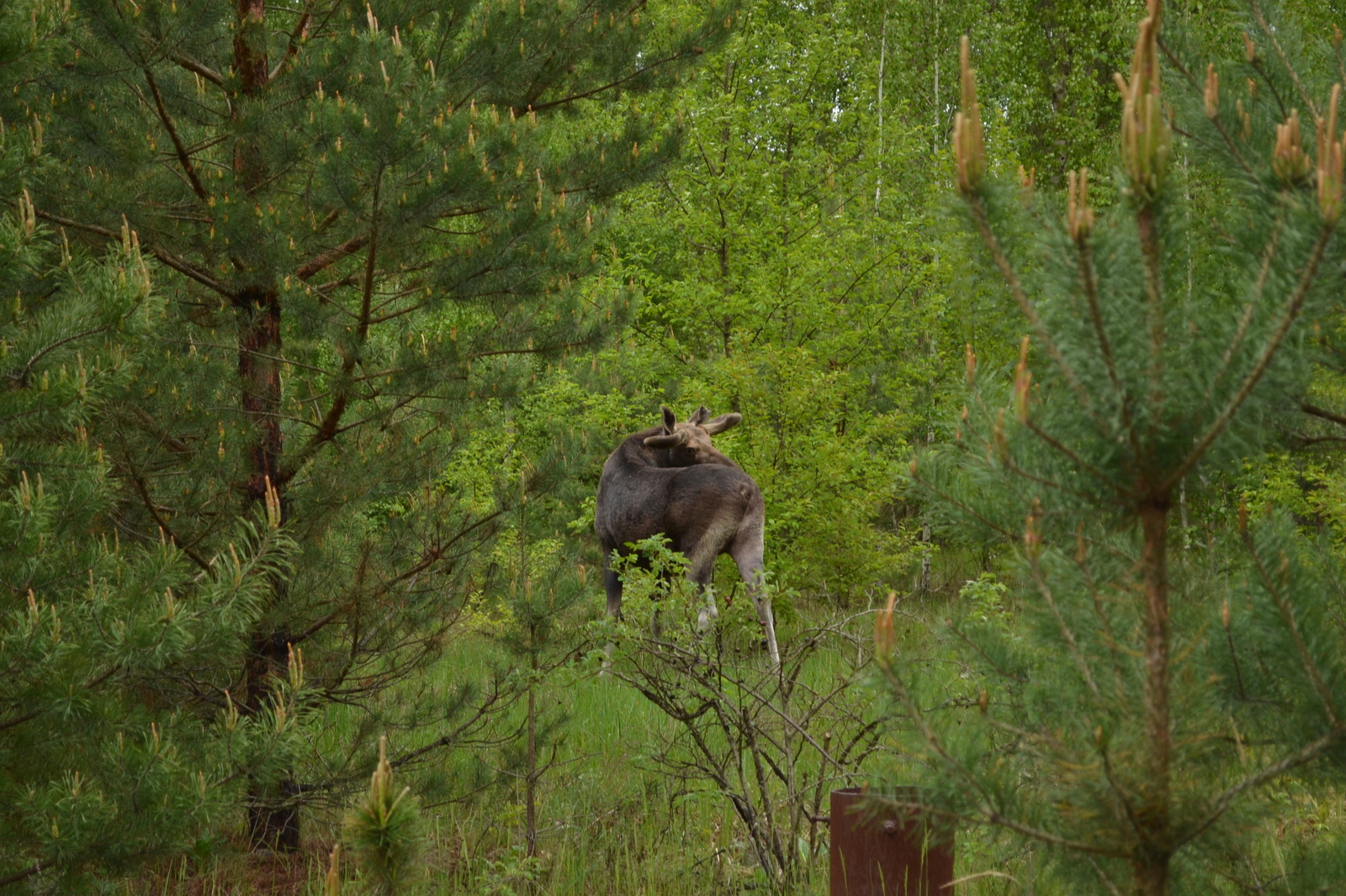 Pripyat, May 2019 - My, The photo, Pripyat, Longpost