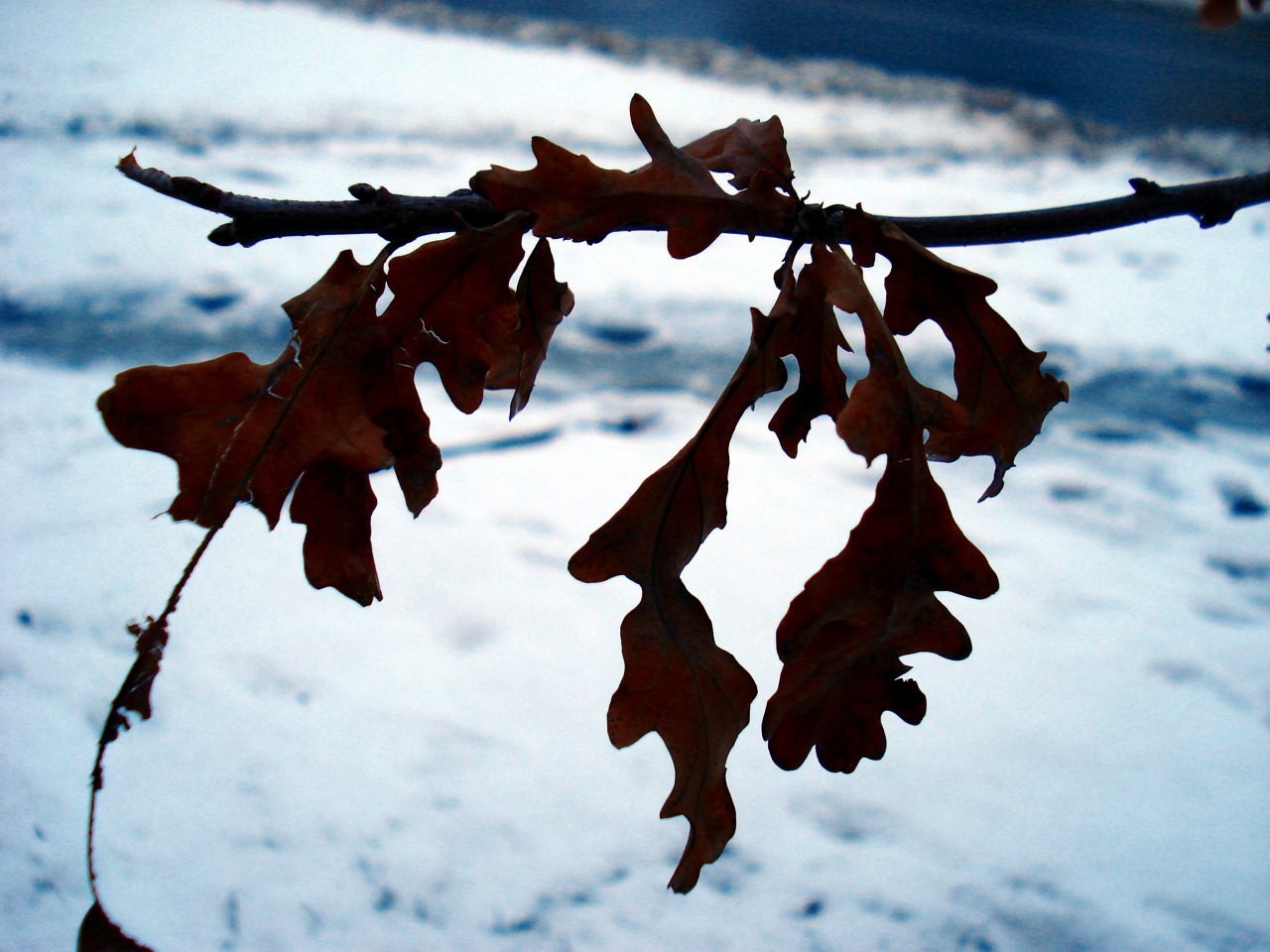 Winter - My, Snow, Longpost, Winter, December