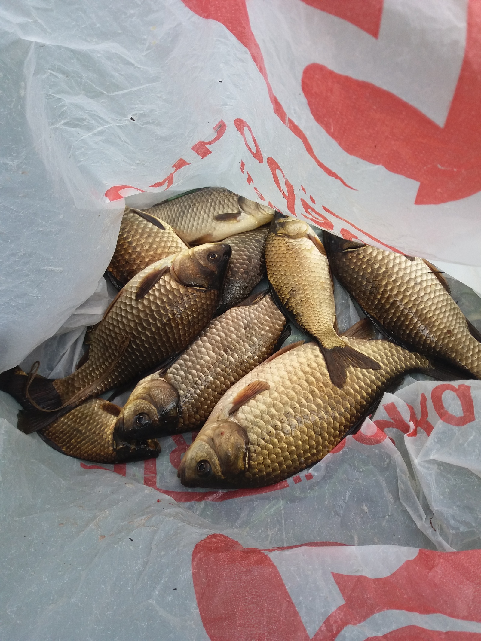 Morning catch 18.05 - My, Carp, Catch, Zorka, Longpost