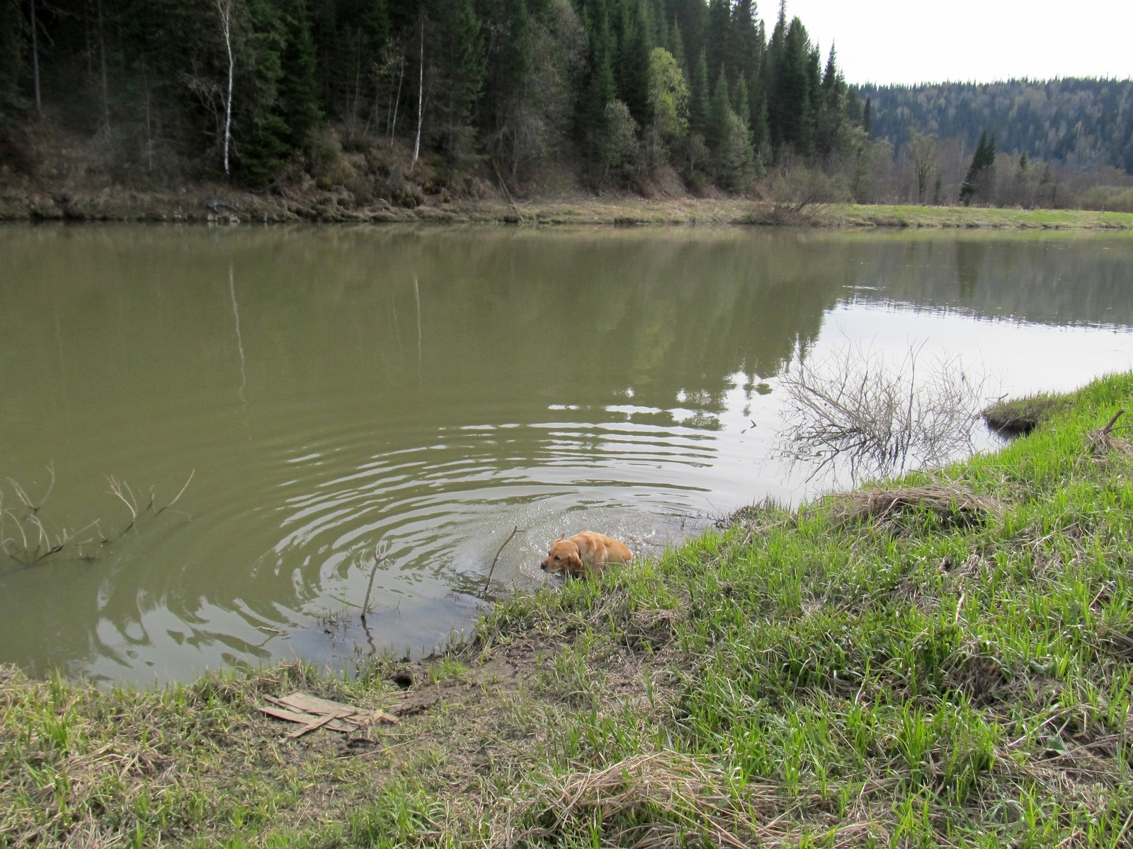 Spring is in full swing. - My, Walk, Dog, Labrador, Nature, Landscape, Black Viper, Longpost