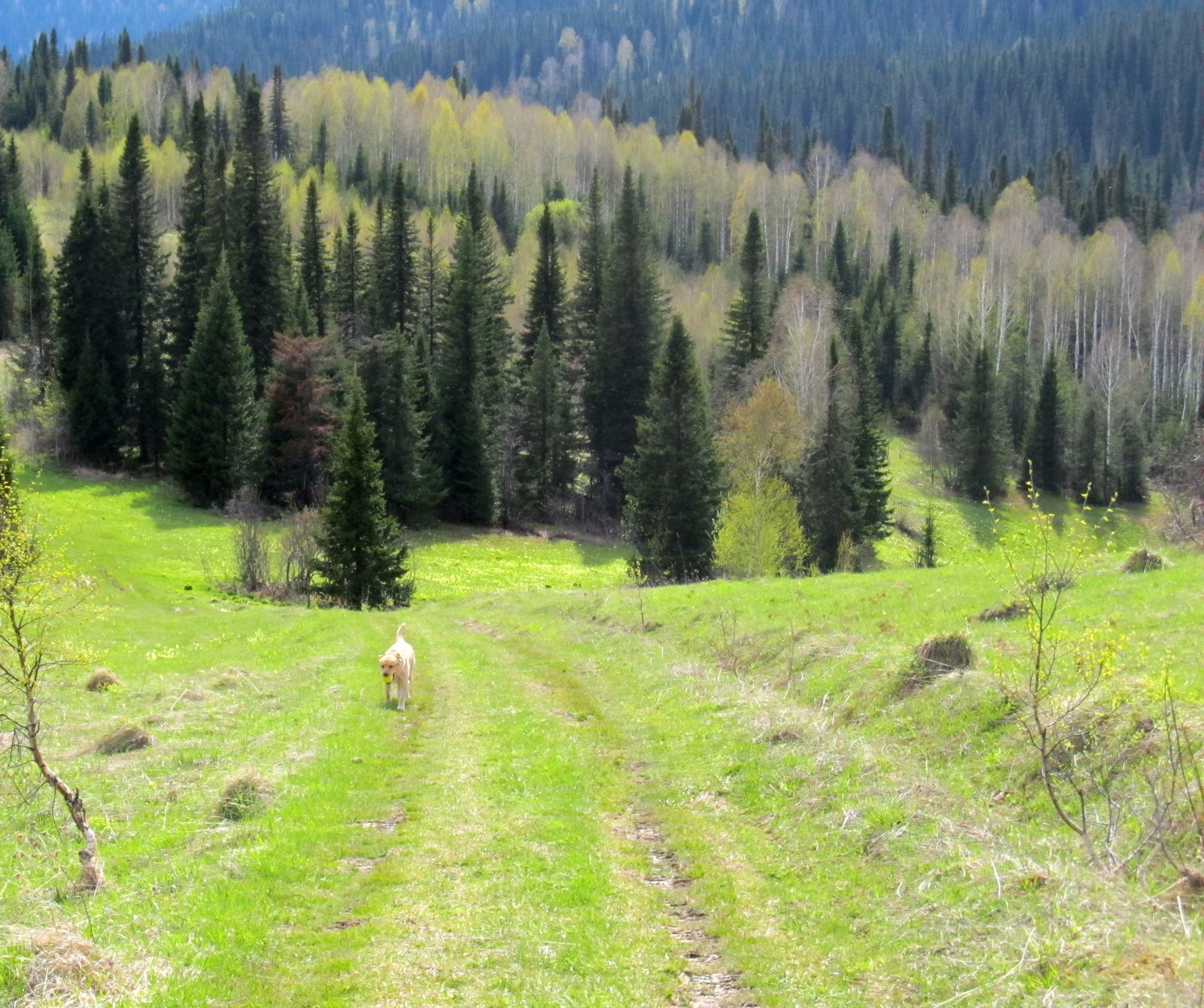 Spring is in full swing. - My, Walk, Dog, Labrador, Nature, Landscape, Black Viper, Longpost