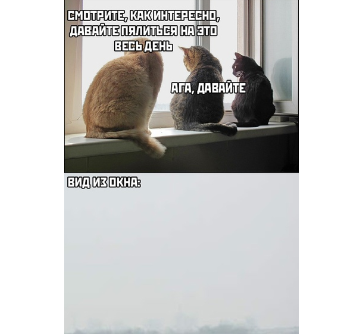 How interesting - Picture with text, cat, Window, From the network