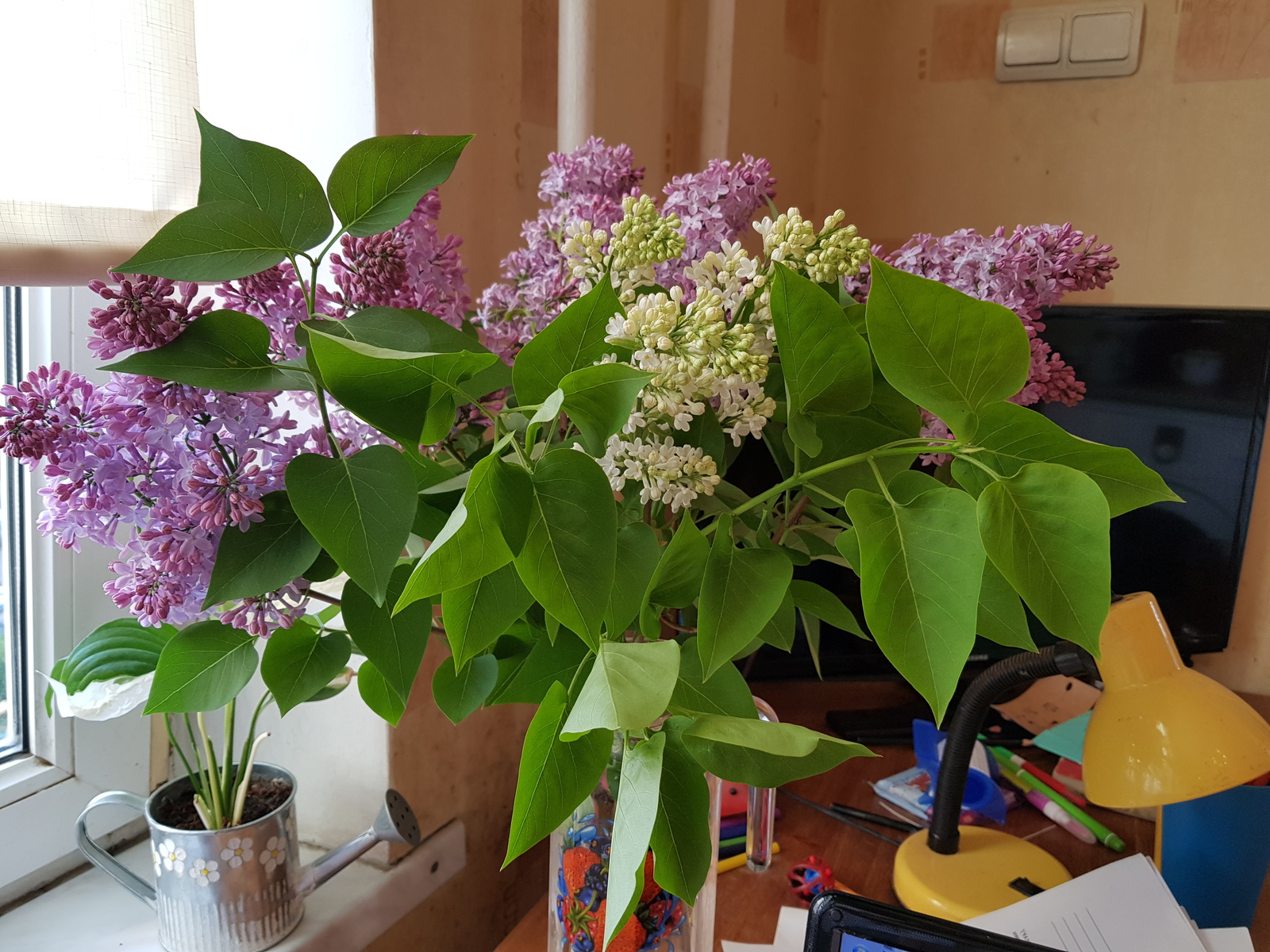 A little spring morning freshness in the tape. - My, Saint Petersburg, beauty, Courtyard, Flowers, Walk, Lilac, Bouquet, Longpost