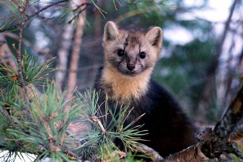 Mangazeya: Arctic, forest-tundra and fur fever - Mangazeya, Story, Siberia, Russia, Arctic, Topwar, Longpost