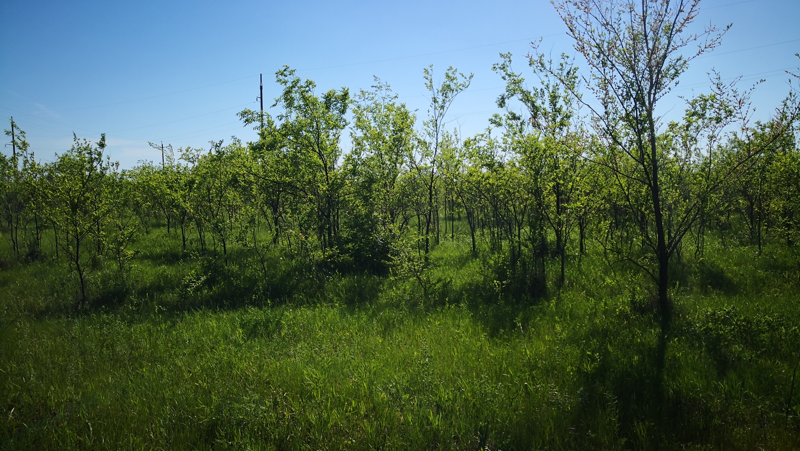 very green photo - My, Spring, Greenery, Mobile photography