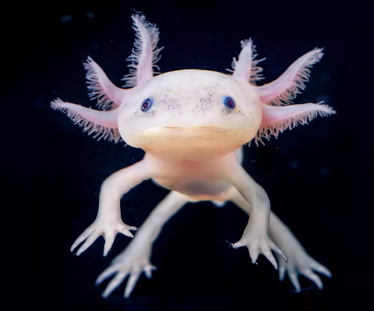 Aquarium cooling - My, Axolotl, Cooling