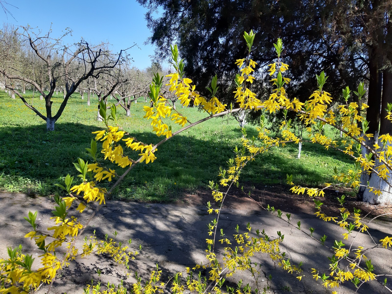 Meet Forsythia. - My, Spring, Bloom, Bushes, Longpost