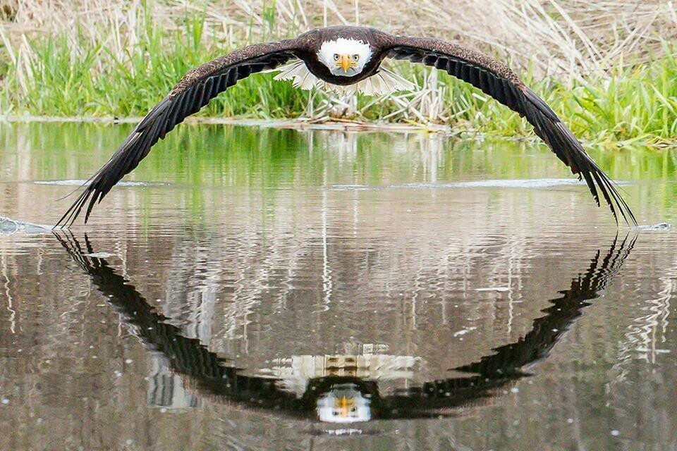 Flight - Eagle, The photo, Flight, Reddit, Not photoshop, Birds, Bald eagle