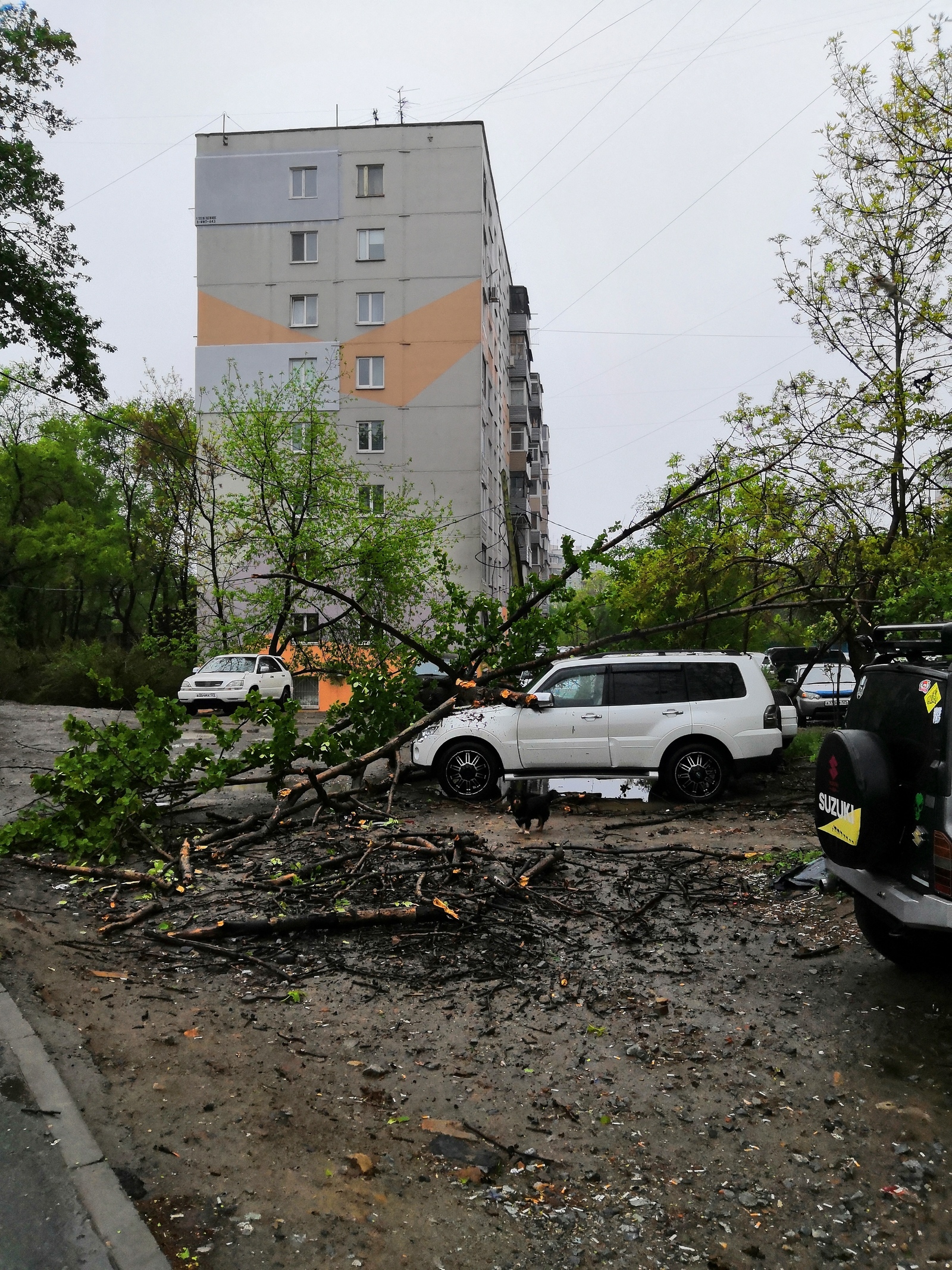 Во Владивостоке плохая погода | Пикабу