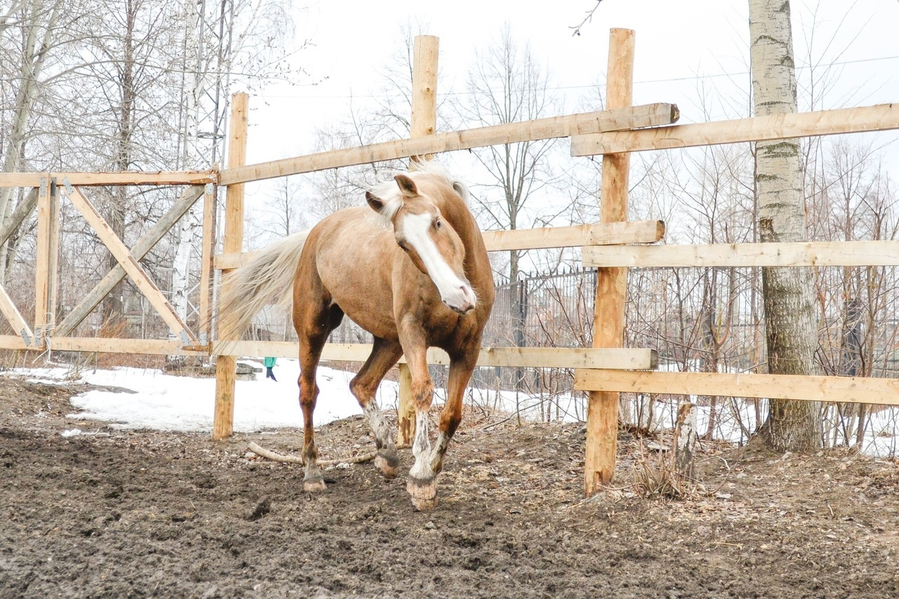 “Victory, Flexible, Malyshka, Nyusha and Oscar did not survive”: horses died in a fire in a horse club in Perm - Permian, Horses, Fire, Negative